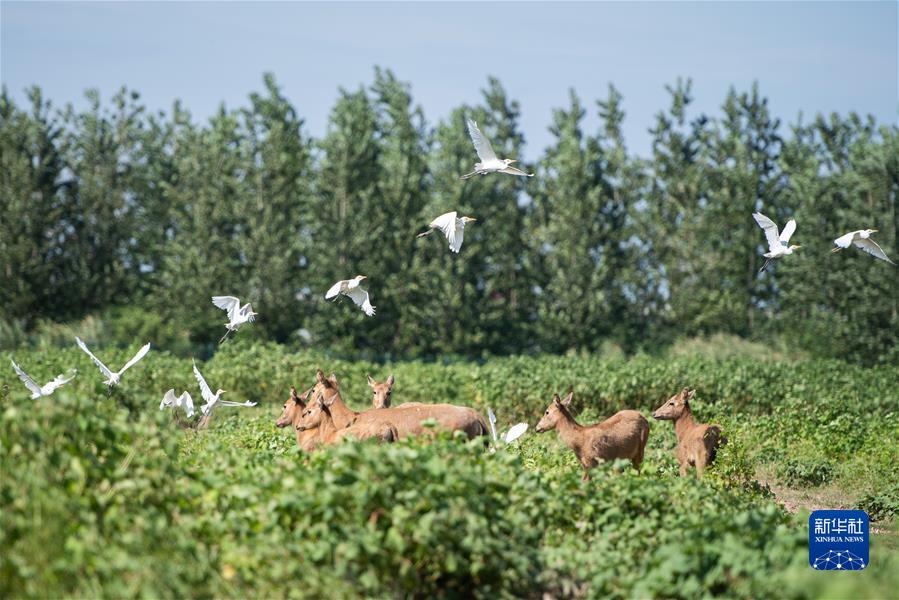 （新華全媒頭條·聚焦生物多樣性大會(huì)·圖文互動(dòng)）（9）攜手同行，開(kāi)啟人類(lèi)高質(zhì)量發(fā)展新征程——習(xí)近平主席在《生物多樣性公約》第十五次締約方大會(huì)領(lǐng)導(dǎo)人峰會(huì)上的主旨講話解讀